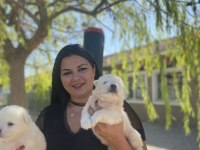 Sağlık ve ırk garantili samoyed yavrularım