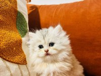 Güzel british longhair prensesim