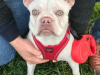 Nadir bulanan renkler egzotik tür french bulldog