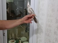 Evcil konuşan sultan papağanları