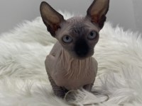 Sphynx sfenks yavru