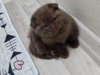 Scottish fold yavrumuz yeni yuvasına gitmeye hazır