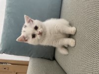 Scottish Fold ve British Shorthair Yavruları