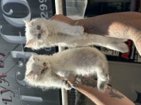 Wc Eğitimli Sağlıklı British Longhair