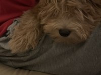 A KALİTE MALTİPOO YAVRU