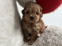 Teacup F1 Maltipoo