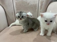 A KALİTE BEMBEYAZ REZERVE AÇIK YAVRULAR BRİTİSH SHORTHAİR