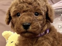Toy Poodle Yavrusu