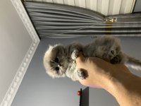 2 aylık şirin british longhair yavrular