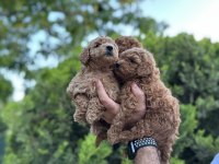 Orjinal Toy Poodle Yavrular
