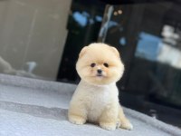 Bebek Gibi Bi Pomeranian Boo