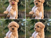 DÜNYALAR TATLIŞI TOY POODLE YAVRUMUZ