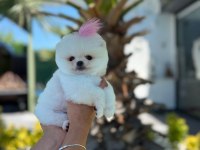 Orjinal Pomeranian Boo