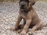 Efsane Cane Corso Yavrular