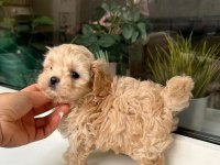 A kalite maltipoo bebeklerimiz