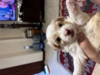 1 aylık maltipoo yavrular