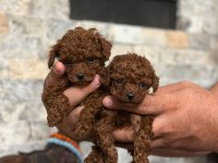 Teacup poodle kızlar hazır