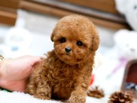 MİNİ BOY POODLE BEBEKLERİMİZ