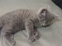 Safkan British Shorthair Kedisi