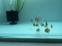 Discus yavru