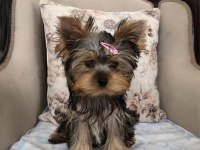 Şecereli Yorkshire Terrier Bebekler