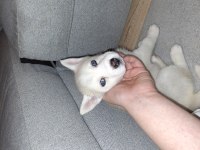 Safkan white maskeli kızıl husky bebek