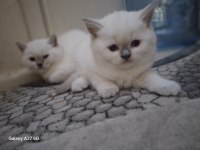 British Shorthair Bebek Kedilerimiz