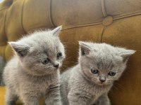 2 aylık british shorthair bebekler yeni yuvasını bekliyor