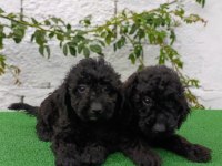 Siyah poodle yavrularımız