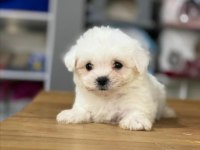 MALTESE TERRİER SIFIR BOY