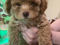 A Kalite Toy Poodle yavrusu