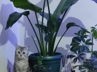 CİNS KEDİMİZİ ÜCRETSİZ OLARAK SAHİPLENDİRİYORUZ