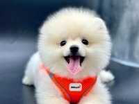 Ayı surat pomeranian