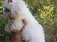Írk garantili sevimli maltese yavruları