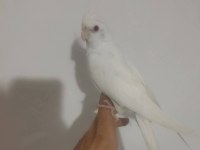 Acil Satılık Sultan Papağanı