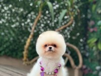 Sağlık Irk Garantili Pomeranian Dişi