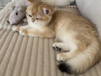 Şecereli british shorthair Black Golden ny12 erkek yavru