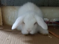 Yavru Hollanda lop tavşanı