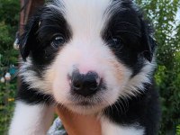 Border collie köpeğimiz antalya