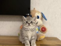 Sevimli British Shorthair Kedisi