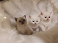 Sevimli british shorthair bebekler