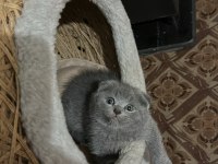 3 aylık dişi scottish fold yavru sahiplendirilecektir