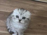 Sevimli scottish fold bebekler