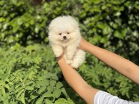 Üst Kalite Pomeranian Boo Bebekler