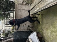 3 yaşında tam korumacı cane corso dişi