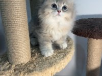British Longhair Blue Golden Ay12 2 Erkek 1 Dişi Bebekler