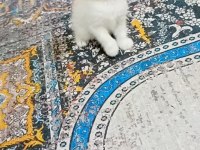 Scottish fold beyaz dişi