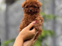 Toy Poodle Yavrular