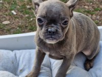 Blue Dişi French Bulldog Yavrumuz