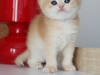ÖDÜLLÜ ANNENİN GOLDEN BRİTİSH KIZLARI